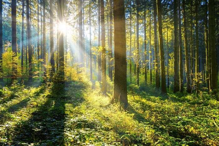 Sunlight rays shining through a forest